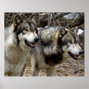 Nur ein paar Wölfe Poster