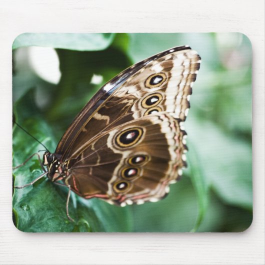 Nur ein Peak Mousepad (Vorne)