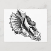 Nur eine kaputte Muschel Postkarte (Vorderseite)