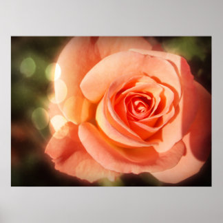 Nur eine Rose Poster