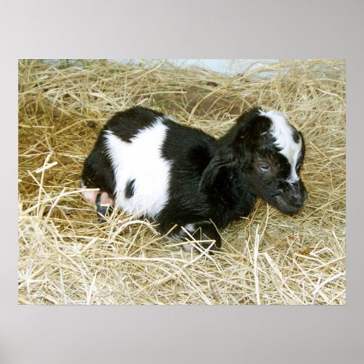 Nur Geboren Poster (Vorne)