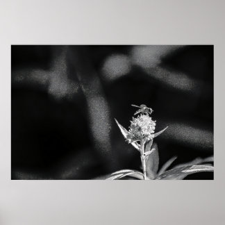 Nur Gold fliegen Poster