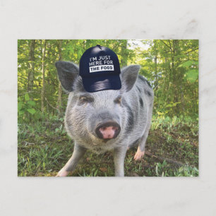 Nur hier für das Futter Schweinchen Postkarte