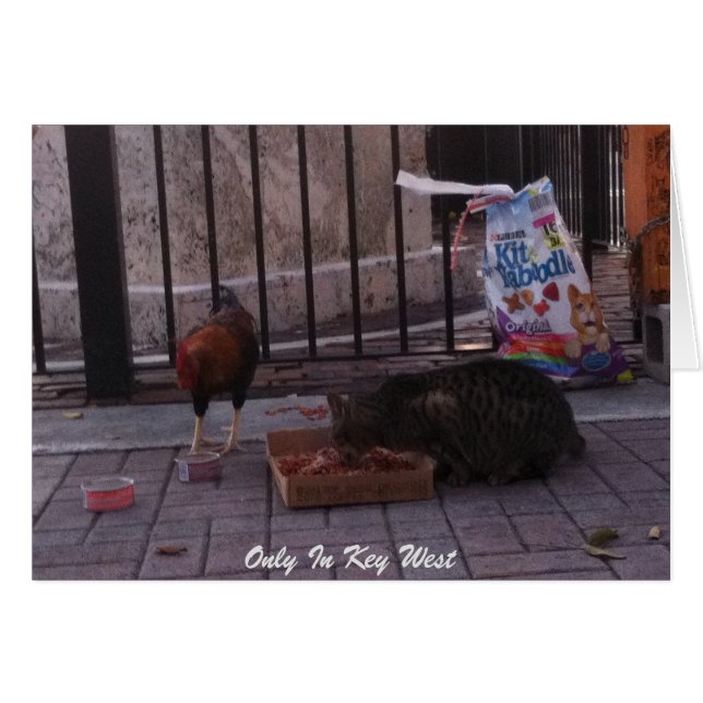 "Nur in Key West" Cat & Rooster Foto-Karte (Vorderseite (Horizontal))