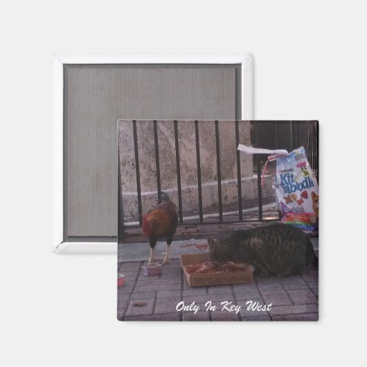 "Nur in Key West" Cat & Rooster Magnet (Vorderseite/Rückseite)
