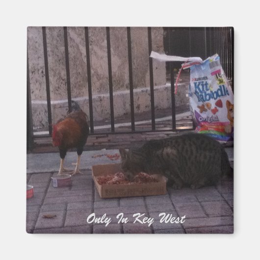 "Nur in Key West" Cat & Rooster Magnet (Vorne)