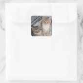 Nur Kätzchen Quadratischer Aufkleber (Tasche)