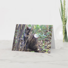 Nur Katzen und Kätzchen - leere Karte