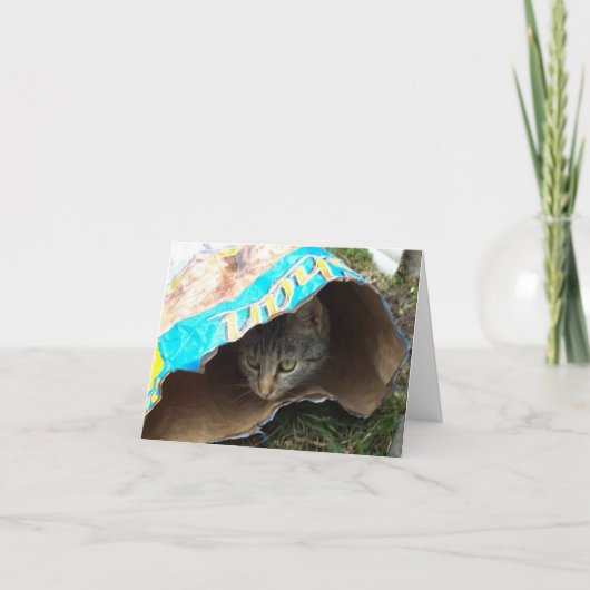 Nur Katzen und Kätzchen - leere Karte (Vorderseite)