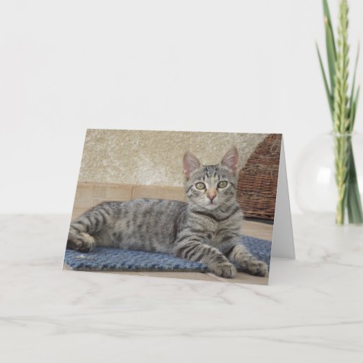 Nur Katzen und Kätzchen - leere Karte (Vorderseite)