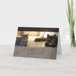 Nur Katzen und Kätzchen - leere Karte