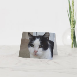 Nur Katzen und Kätzchen - leere Karte