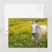 Nur neugierig postkarte (Vorne/Hinten)