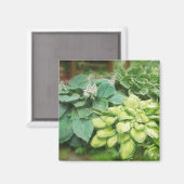Nur noch ein Hosta! Magnet (Vorderseite/Rückseite)