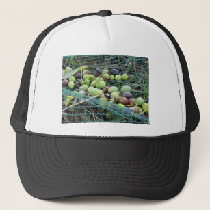 Nur Oliven aus dem Netz während der Ernte gepflück Truckerkappe