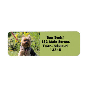 Nur schlichter Liebling