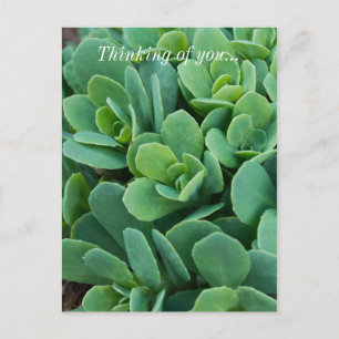 Nur Sedum Denken Sie an Ihre Postkarte