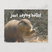 Nur Sprichwort Hallo! Prairie Dog Postcard Postkarte (Vorderseite)