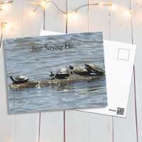 Nur Sprichwort Hi, Niedliche Schildkröten Sonnenba