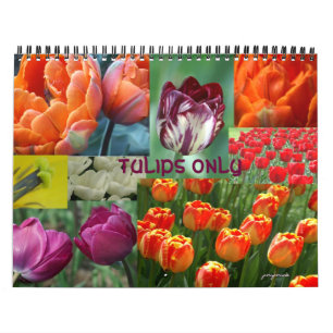nur Tulpen Kalender
