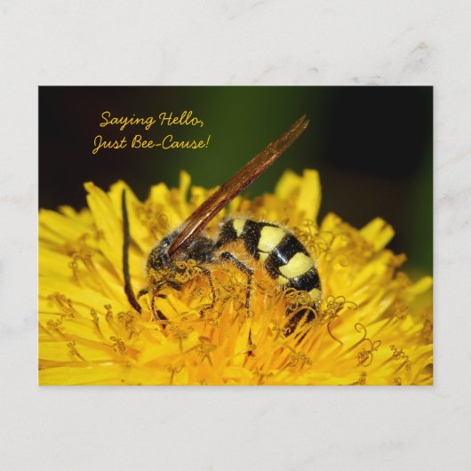 Nur weil Hallo Postkarte (Vorderseite)