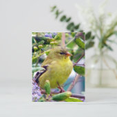 Nur weil postkarte (Stehend Vorderseite)