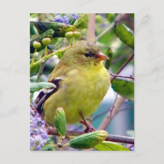 Nur weil postkarte (Vorderseite)