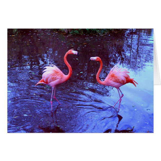 Nur zwei Flamingos (Vorderseite (Horizontal))