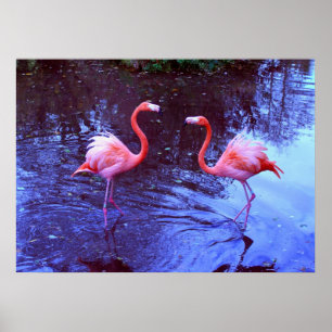 Nur zwei Flamingos Poster