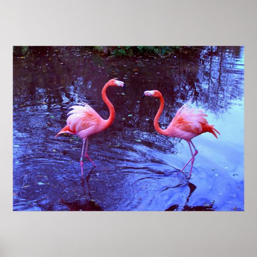 Nur zwei Flamingos Poster (Vorne)