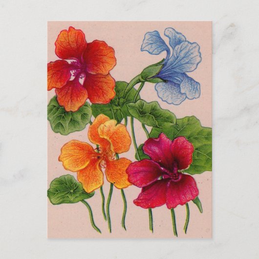 Nurie Postkarte (Vorderseite)