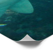 Nurse Shark Poster (Ecke)