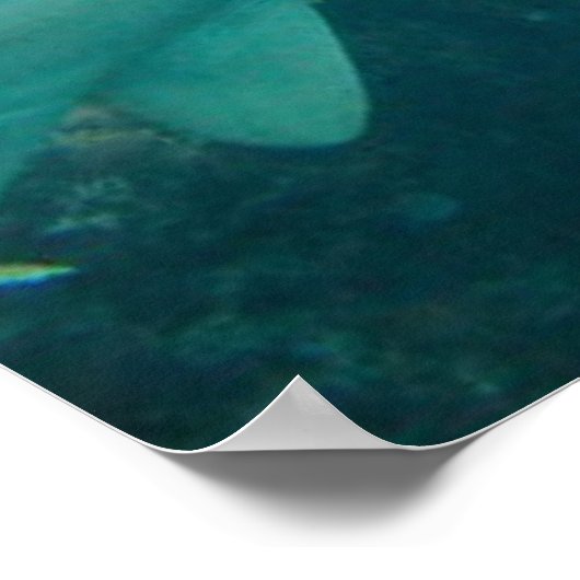 Nurse Shark Poster (Ecke)