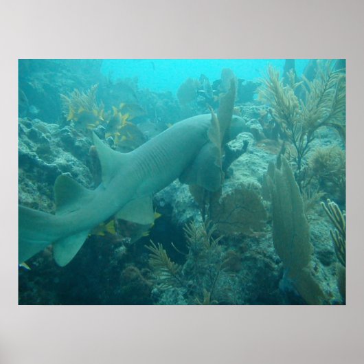 Nurse Shark Poster (Vorne)
