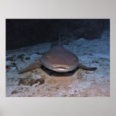 Nursehai Poster (Vorne)