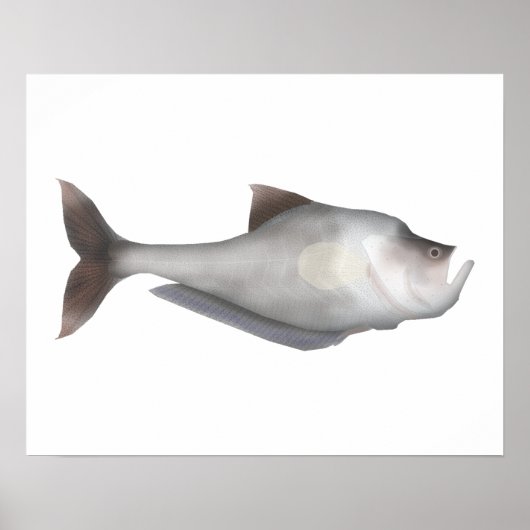 Nurseryfish Poster (Vorne)