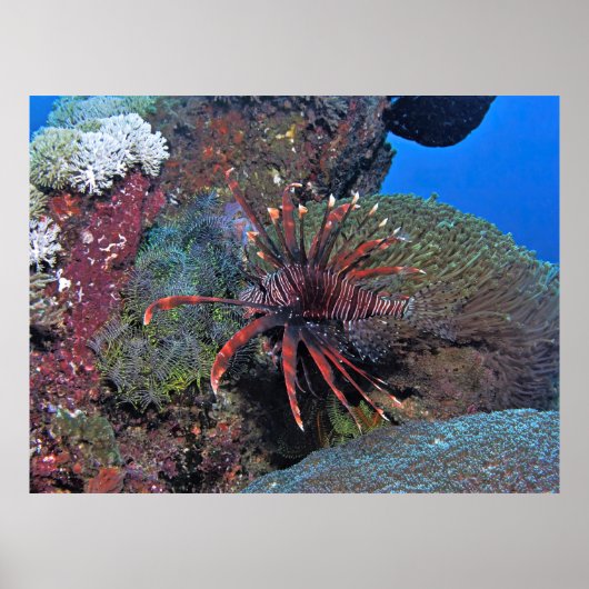 Nusa Lembongan Lionfish Poster (Vorne)