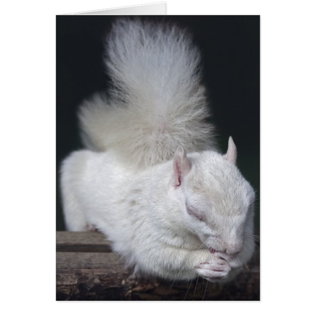 Nussartige Gebets-Karte (Vorne)