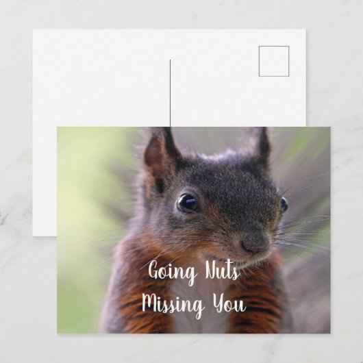 Nüsse Vermisst du Eichhörnchen Postkarte (Vorne/Hinten)