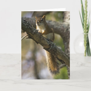 Nut Patrol Birthday Card Karte