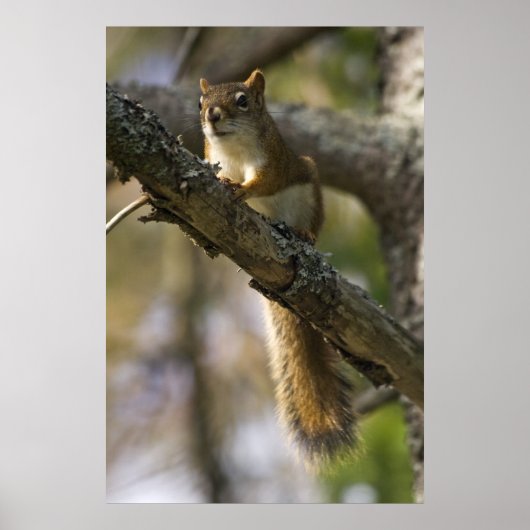 Nut Patrol Fine Art Print Poster (Vorne)