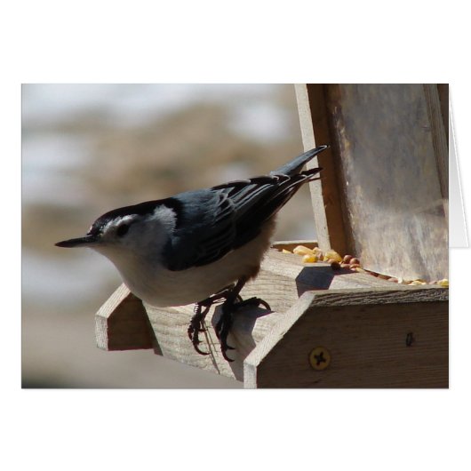 Nuthatch (Vorderseite (Horizontal))