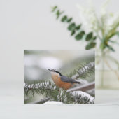 Nuthatch auf der Snowy Branch im Winter Postkarte (Stehend Vorderseite)