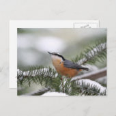 Nuthatch auf der Snowy Branch im Winter Postkarte (Vorne/Hinten)