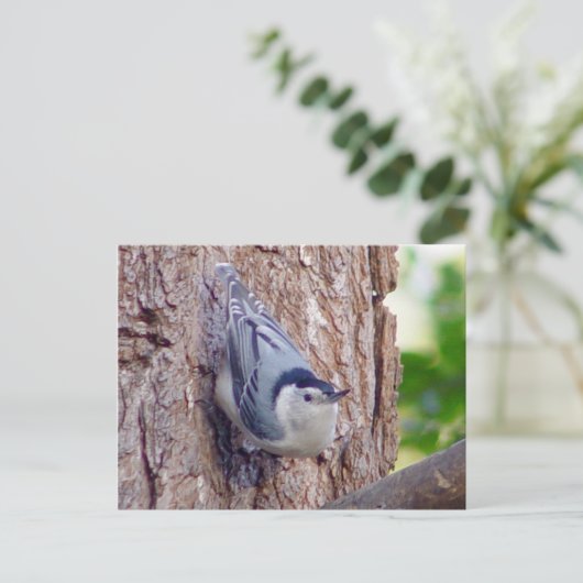 Nuthatch Bird Postcard Postkarte (Stehend Vorderseite)