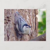Nuthatch Bird Postcard Postkarte (Vorderseite)