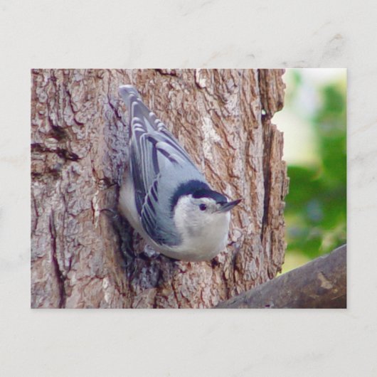 Nuthatch Bird Postcard Postkarte (Vorderseite)