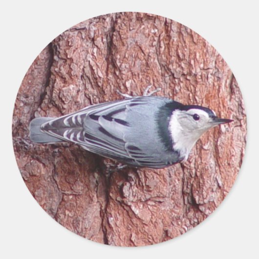 Nuthatch Bird Stickers (Vorderseite)