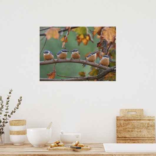 Nuthatch Collage Poster (Küche)