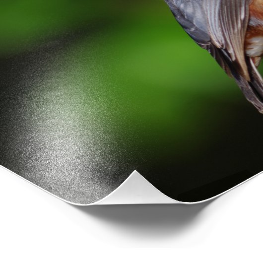 Nuthatch Foto Print (Ecke)